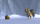 Ice Age / DVD