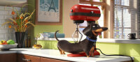 Pets / DVD - Top Zustand