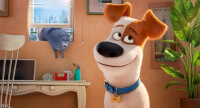 Pets / DVD - Top Zustand