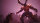 Final Fantasy XVI / Playstation 5 / PS5 wie NEU