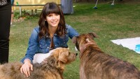 Dog Days - Herz, Hund, Happy End! / DVD