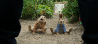 Peter Hase / DVD