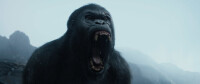 Legend of Tarzan / Blu-ray Film