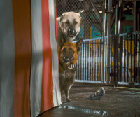 Cats & Dogs - Die Rache der Kitty Kahlohr / DVD - Guter Zustand