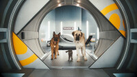 Cats & Dogs - Die Rache der Kitty Kahlohr / DVD - Guter Zustand