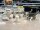 6x Goebel Katzen Figuren