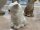 6x Goebel Katzen Figuren