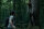 The Forest - Verlass nie den Weg / DVD