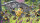 Bee Movie - Das Honigkomplott / DVD * Top Zustand