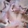 Poliça – Madness - Vinyl, LP - NM (Near Mint) wie Neu
