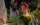 Shrek - Der tollkühne Held / DVD - Guter Zustand