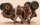 Jumanji : The Next Level / DVD
