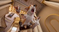 Royal Corgi - Der Liebling der Queen / DVD