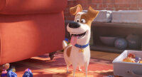 Pets 2 - DVD von Chris Renaud, Jonathan del Val / DVD