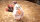 Angry Birds - Der Film / DVD *Top Zustand
