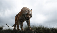 The Jungle Book / Blu-Ray - Top Zustand