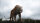 The Jungle Book / Blu-Ray - Top Zustand