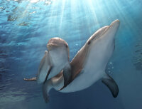 Mein Freund, der Delfin 2 / DVD