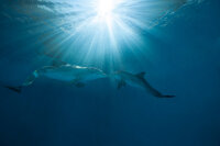 Mein Freund, der Delfin 2 / DVD