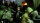 Pacific Rim / DVD Top Zustand