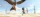 Rango / DVD