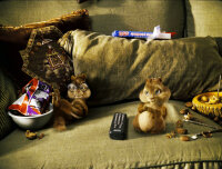 Alvin und die Chipmunks - Der Film / DVD